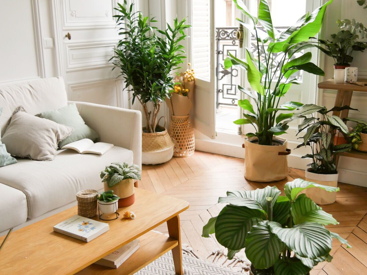 Plantes vertes pour apporter vie et fra&icirc;cheur