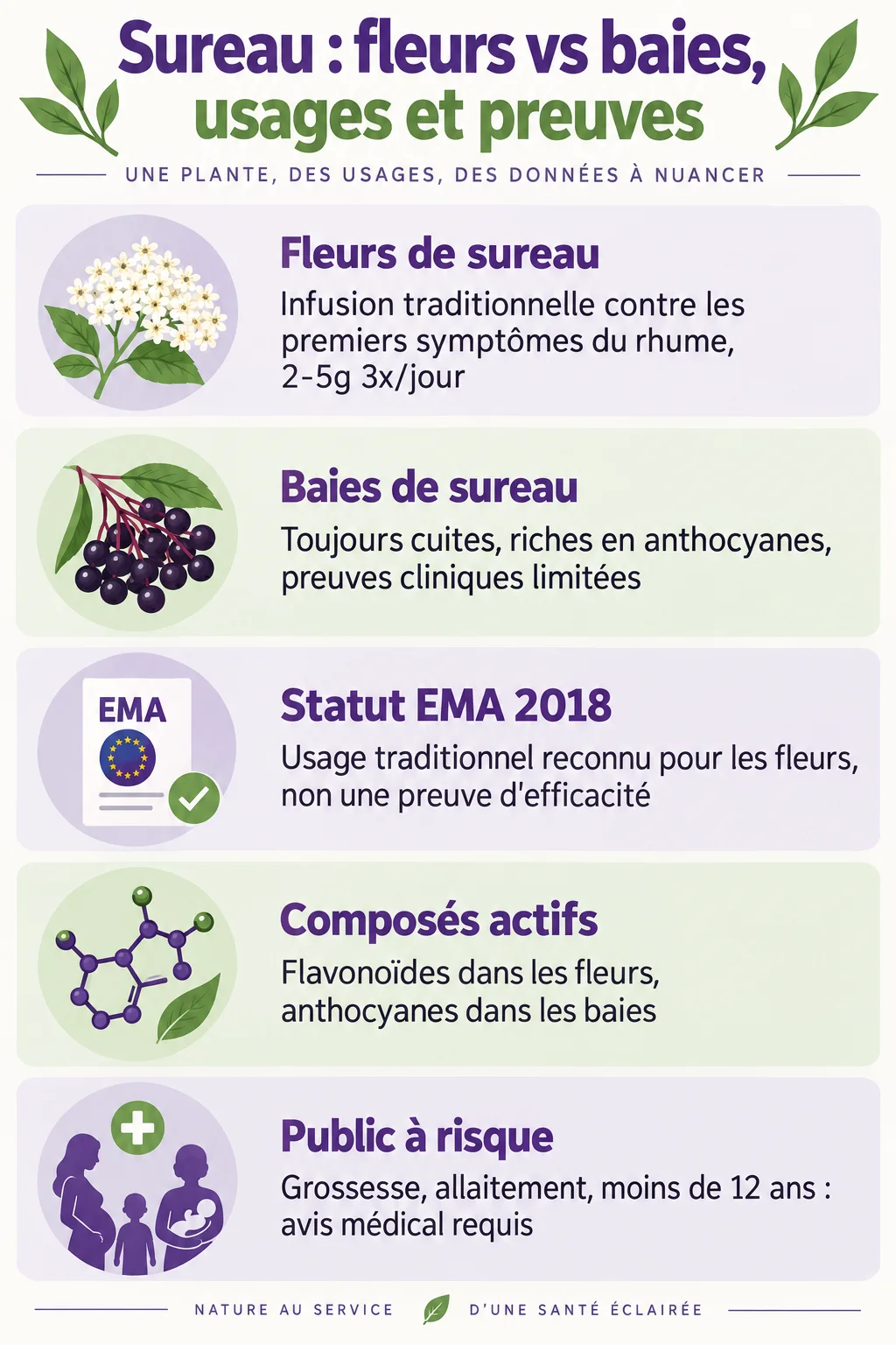 Sureau : fleurs vs baies, usages et preuves : Fleurs de sureau, Baies de sureau, Statut EMA 2018, Composés actifs, Public à risque